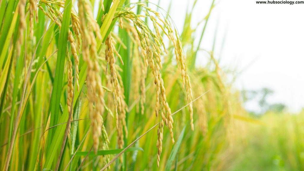 Green Revolution and Changes in Indian Villages: A Sociological Perspective