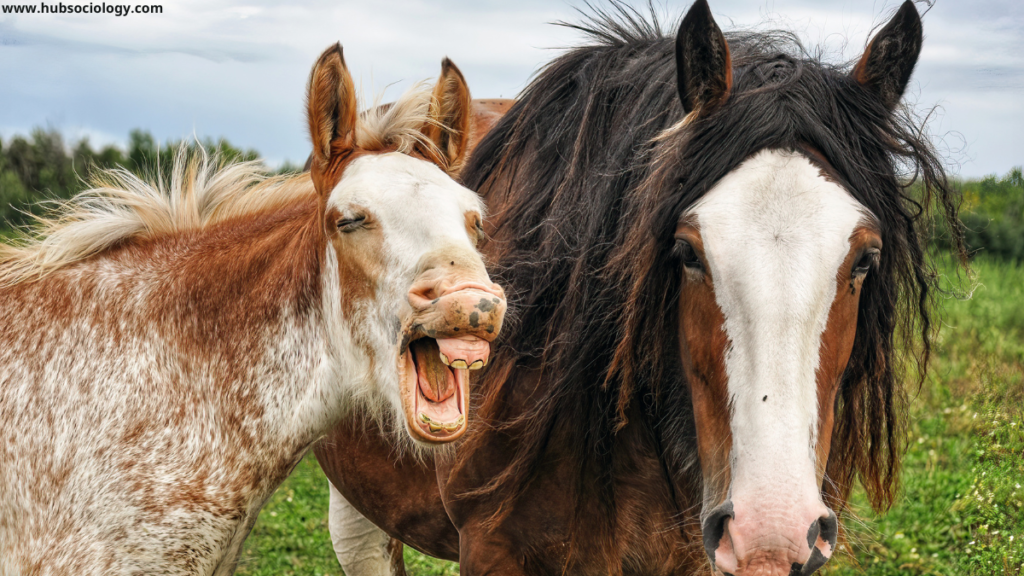 Sociology of Memes: Humour, Resistance and Identity