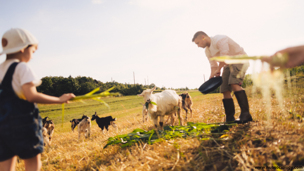 Rural Sociology of America